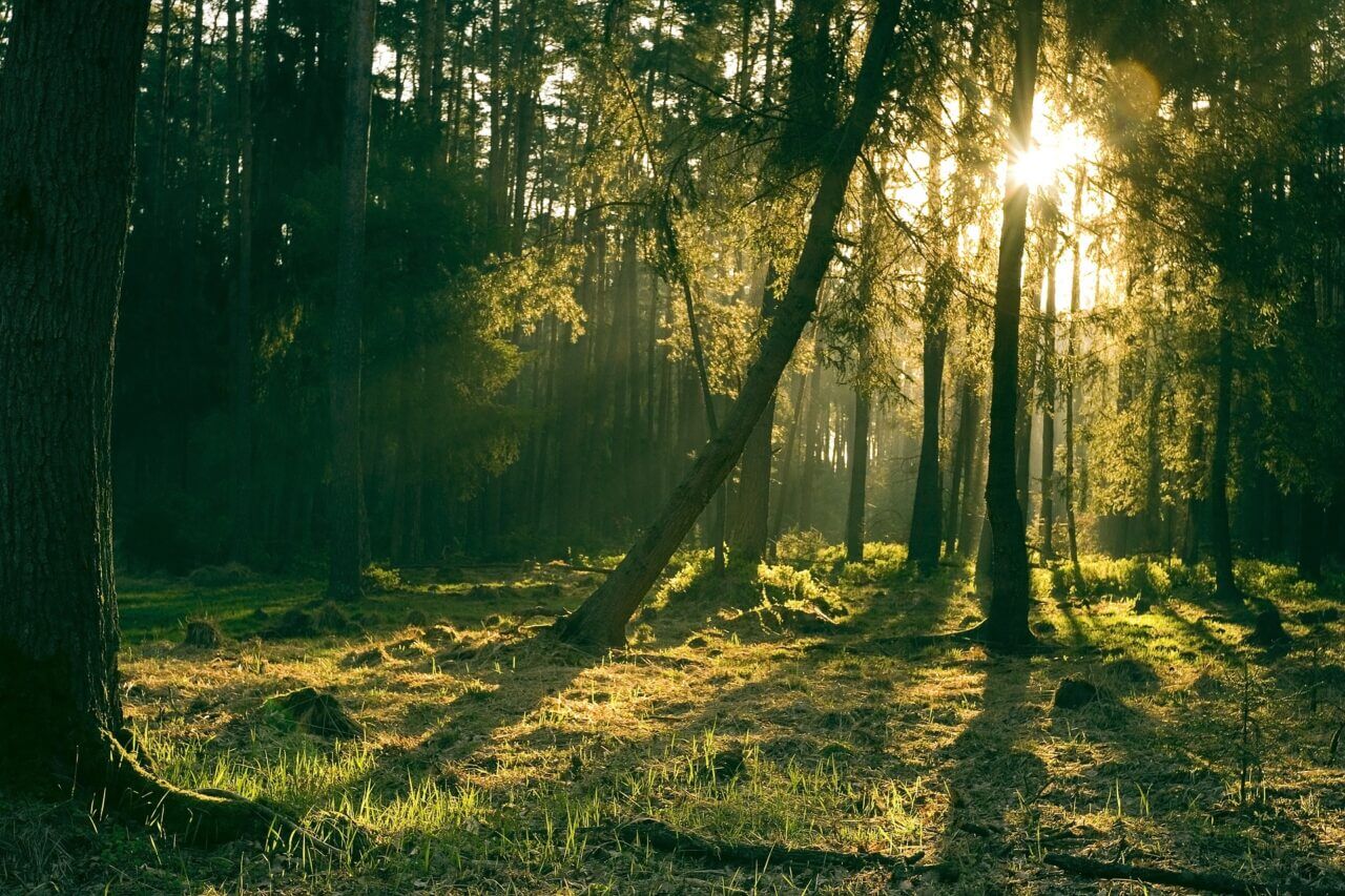 grön skog med solen i skymningen bakom några träd